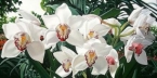 Cymbidiums In Love